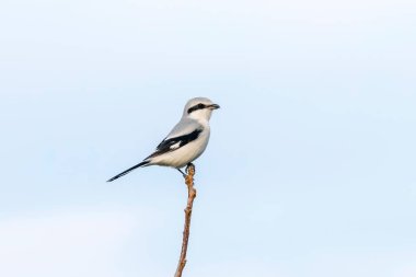 Daldaki Büyük Gri Shrike (Lanius excubitor)